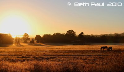 Savannah Sunrise