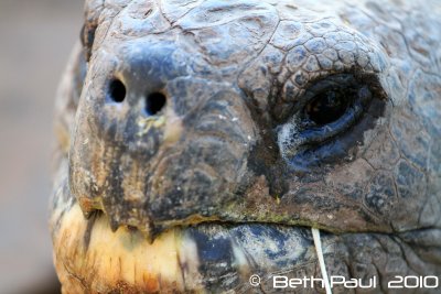 Galapagos Tortoise