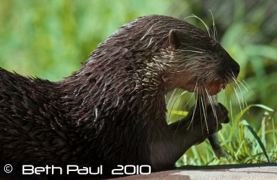 Oriental Otter