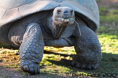 Galapagos Tortoise