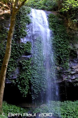 Dorrigo National Park Rainforest Waterfalls