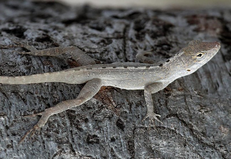 Puerto Rican Emerald Anole