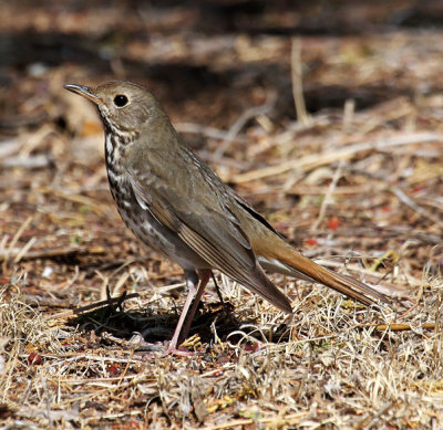 Hermit Thrush