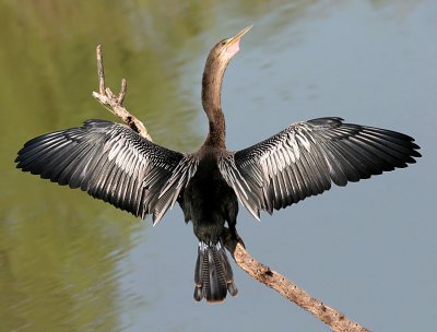 Pelicans, Cormorants & Anhinga