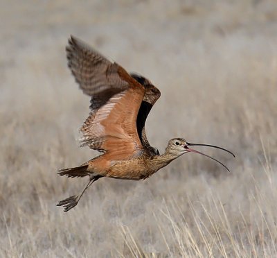 Sandpipers & Phalaropes