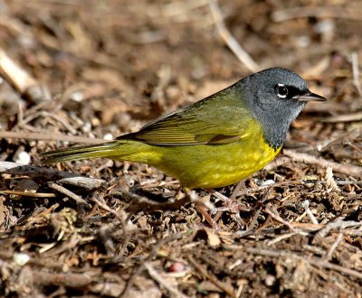 MacGillivray's Warbler