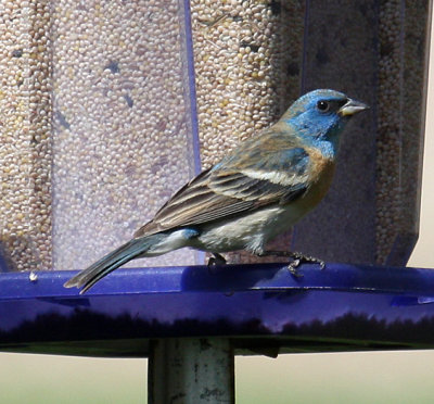 Lazuli Bunting