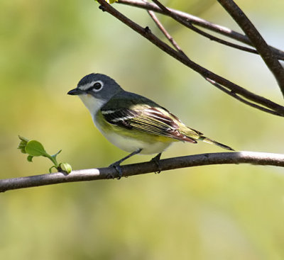 Blue-headed Vireo