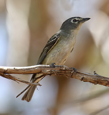 Cassin's Vireo