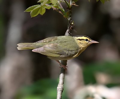 Worm-eating Warbler