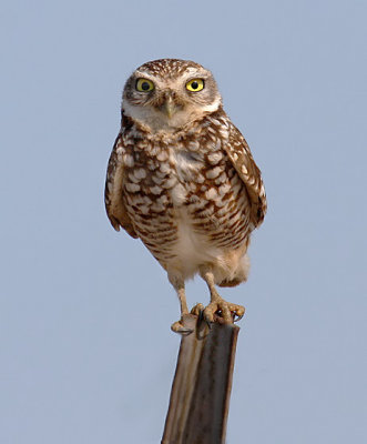 Burrowing Owl