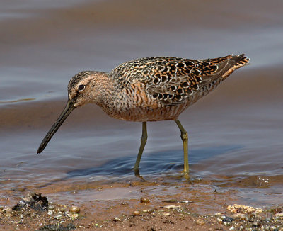 Long-billed Dowitcher