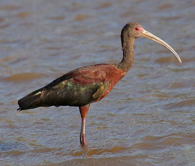 White-faced Ibis