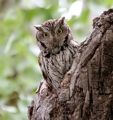 Western Screech-Owl