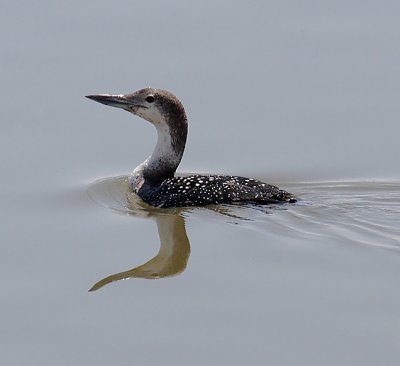 Loons & Grebes