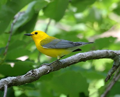 Prothonotary Warbler