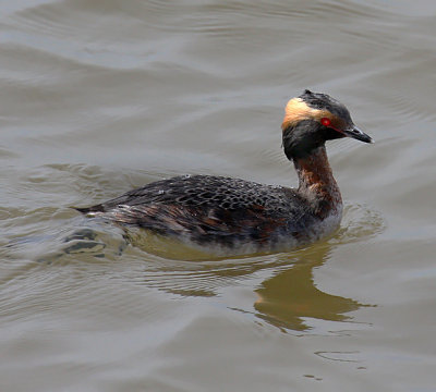 Horned Grebe