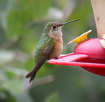 Broad-tailed Hummingbird