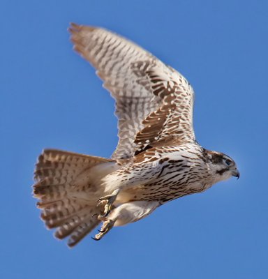 Prairie Falcon