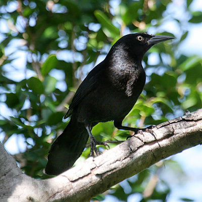 Greater Antillean Grackle