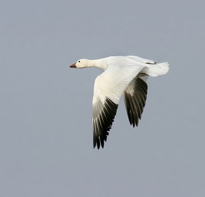 Snow Goose