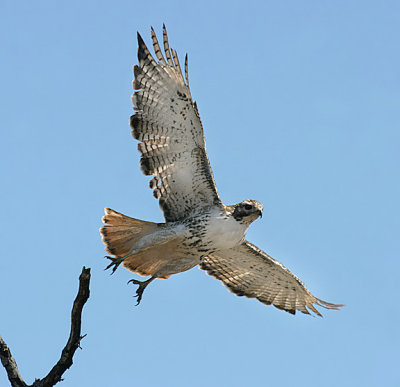 Red-tailed Hawk