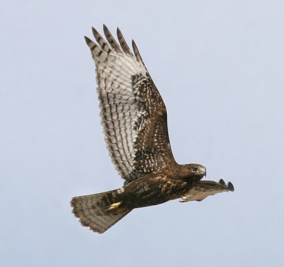 Red-tailed Hawk