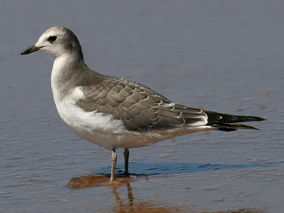 Sabine's Gull