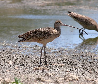 Long-billed Curlew