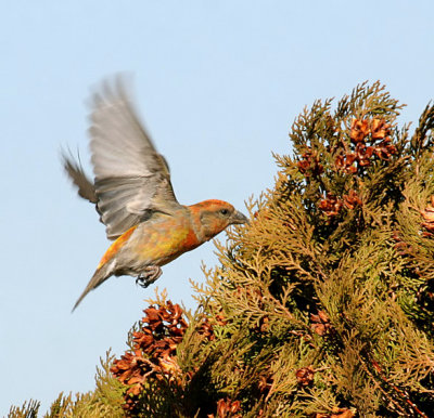 Red Crossbill