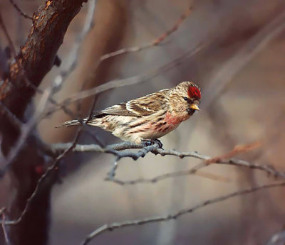 Common Redpoll