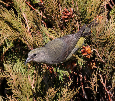 Red Crossbill