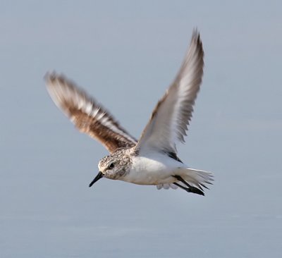 Sanderling