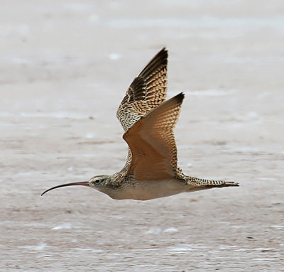 Long-billed Curlew