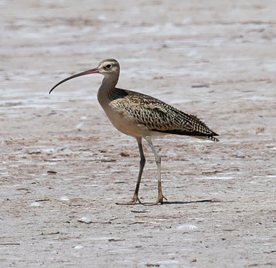 Long-billed Curlew