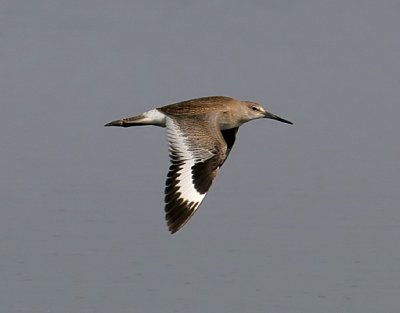 Willet