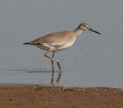 Willet