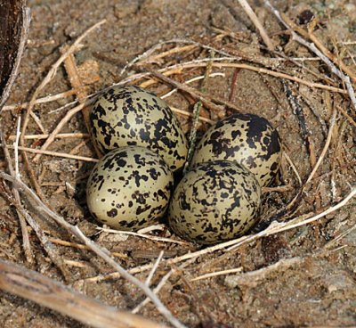 Black-necked Stilt eggs