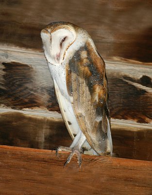 Barn Owl