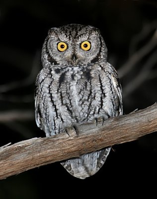 Western Screech-Owl