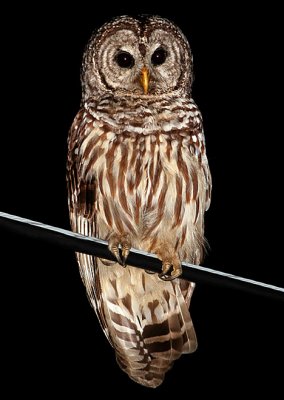 Barred Owl