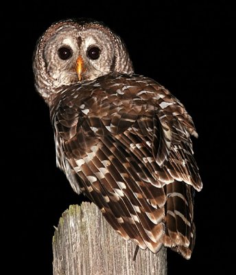 Barred Owl