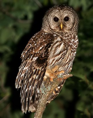 Barred Owl