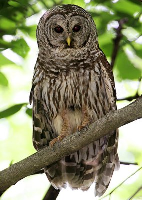 Barred Owl