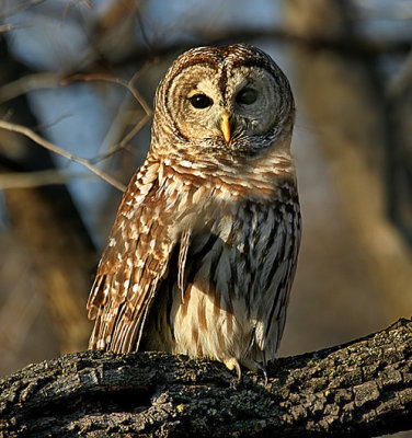 Barred Owl