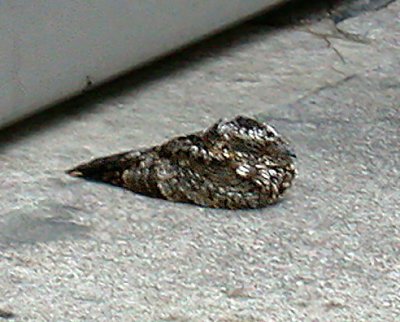 Common Poorwill
