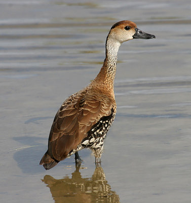 West Indian Whistling-Duck