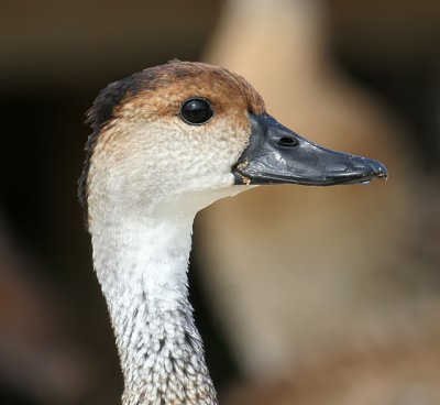 West Indian Whistling-Duck