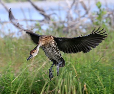 West Indian Whistling-Duck