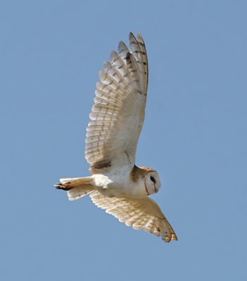 Barn Owl